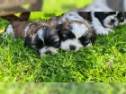 �istokrevn� �t��ata Shih Tzu
