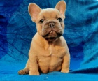 Francouzští buldoci Francouzští buldoci