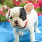 Francouzské buldočky jsou k dispozici k adopci Francouzské buldočky jsou k dispozici k adopci
