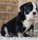 Rozko�n� �t��ata anglick�ho buldoka jsou p�ipravena k adopci.