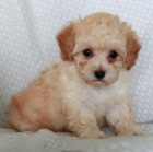 Rozko�n� �t���tka pudla jsou p�ipravena k adopci.