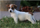Rozkošná štěňata Jack Russell jsou připravena k adopci. Rozkošná štěňata Jack Russell jsou připravena k adopci.