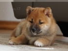 �t��ata Shiba Inu pro nov� domovy k adopci