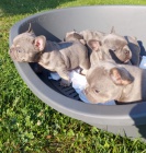 Lilac a Tan francouzský buldok štěňata Lilac a Tan francouzský buldok štěňata