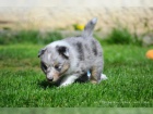 (Sheltie) dispozici jsou štěňata shetlandských ovčáků (Sheltie) (Sheltie) dispozici jsou štěňata shetlandských ovčáků (Sheltie)
