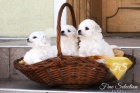 Bichon Frisé štěňata  Bichon Frisé štěňata
