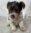 zdrav� a o�kovan� �t���tka mini biewer na prodej.