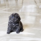 kr�sn� modr� �t���tka mini pudla na prodej.