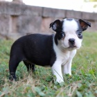 mini �t��ata bostonsk�ho teri�ra na prodej.