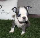 rozko�n� �t��ata bostonsk�ho teri�ra na prodej.