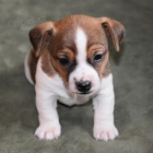 úžasná očkovaná, odčervená a zdravá štěňátka Jack Russell na prodej. úžasná očkovaná, odčervená a zdravá štěňátka Jack Russell na prodej.