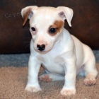 úžasná očkovaná, odčervená a zdravá štěňátka Jack Russell na prodej. úžasná očkovaná, odčervená a zdravá štěňátka Jack Russell na prodej.