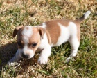 úžasná očkovaná, odčervená a zdravá štěňátka Jack Russell na prodej. úžasná očkovaná, odčervená a zdravá štěňátka Jack Russell na prodej.