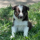 �t���tka border kolie na prodej v�echna o�kovan� a od�erven�.