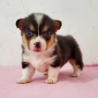 Pembroke Welsh Corgi Puppies �t��ata na prodej o�kovan� a od�erven�.