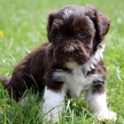 Havanese o�kovan� a od�erven� �t��ata na prodej.