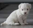 roztomil� �t���tka havanese na prodej.
