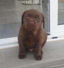 labradorská štěňata labradorská štěňata