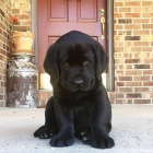 labradorská štěňata labradorská štěňata