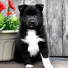 Načechraný Pomsky Načechraný Pomsky