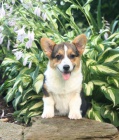 Welsh Corgi (Pembroke) Welsh Corgi (Pembroke)