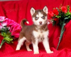 Sibiřský husky Sibiřský husky