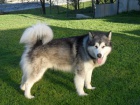 Alja�sk� d�ti Malamute jsou k dispozici co nejd��ve