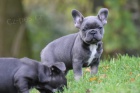 Štěňata modrého francouzského buldočka připravena jít co nejdříve Štěňata modrého francouzského buldočka připravena jít co nejdříve