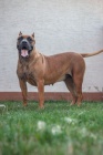 Presa Canario �t��ata 