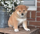 Shiba Inu Shiba Inu