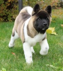 Americká akita štěňata Americká akita štěňata