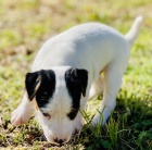 Jack Russell štěňata. Jack Russell štěňata.