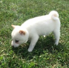 b�l� �t��ata shiba inu