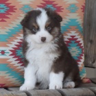 Australsk� ov��k �t��ata na prodej.