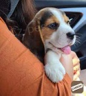 Beagle štěňata k dispozici Beagle štěňata k dispozici