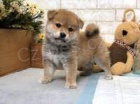 shiba inu úžasný. ) shiba inu úžasný. )