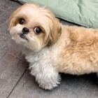 krásný shiht tzu krásný shiht tzu