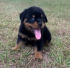 zdrav� a �t��ata rotvajler�