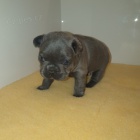 Francouzský buldoček Francouzský buldoček