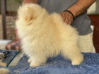 Pomeranian �t�n�