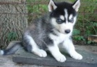 sibiřský husky . sibiřský husky .