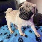 mops mops mops mops