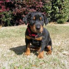 velkolepý doberman velkolepý doberman