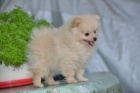 Pomeranian �pic �t�n�