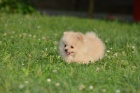 Pomeranian �pic �t�n�