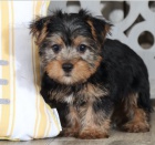 Jork��rsk� �t��ata jsou p�ipravena na nov� rodiny