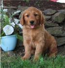 Rozko�n� zlat� retr�vr je p�ipraven k adopci