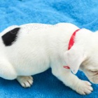 Francouzské buldočky jsou k dispozici k adopci Francouzské buldočky jsou k dispozici k adopci