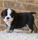 Rozko�n� anglick� buldok je p�ipraven k adopci