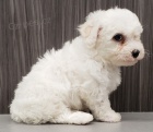 Štěňátka Bišonka jsou připravena k adopci. Štěňátka Bišonka jsou připravena k adopci.